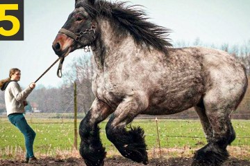 15 Rare and Beautiful Horse Breeds 15 Rare and Beautiful Horse Breeds