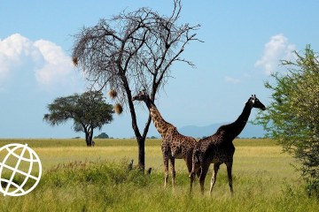 Tarangire National Park, Tanzania in 4K Ultra HD Tarangire National Park, Tanzania in 4K Ultra HD
