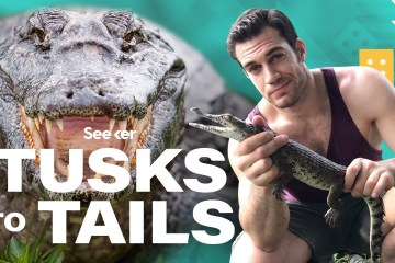 This Is What Makes Crocodile Jaws So Deadly This Is What Makes Crocodile Jaws So Deadly