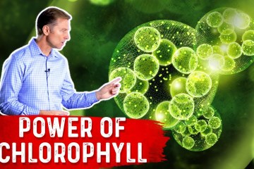 The Power of Chlorophyll for the Gut The Power of Chlorophyll for the Gut