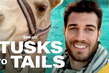 Think You Know What’s Inside a Camel’s Hump? THINK AGAIN? Think You Know What’s Inside a Camel’s Hump? THINK AGAIN?