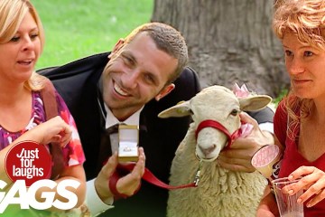 Best of Animal Pranks Vol. 8 Best of Animal Pranks Vol. 8