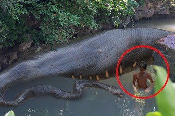 10 Most Incredible things found in the Jungle! 10 Most Incredible things found in the Jungle!