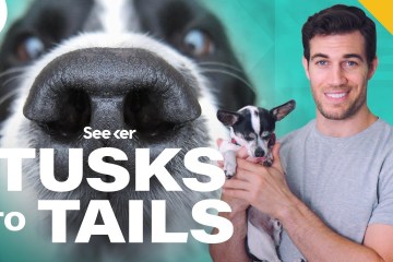 Why Your Dog Can Remember Smells and You Can’t Why Your Dog Can Remember Smells and You Can’t