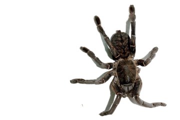 Spiders & Insect Pranks Spiders & Insect Pranks