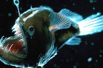 10 Scariest Fish in the Ocean 10 Scariest Fish in the Ocean