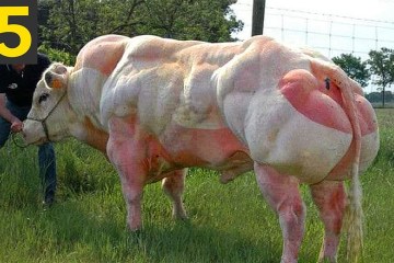 Top 15 Incredible Genetic Engineering Modifications Top 15 Incredible Genetic Engineering Modifications