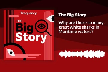 Why are there so many great white sharks in Maritime waters? | The Big Story Why are there so many great white sharks in Maritime waters? | The Big Story