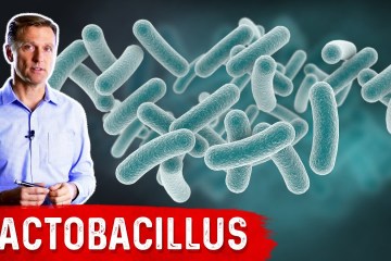 The Benefits of Lactobacillus (a Friendly Microbe) The Benefits of Lactobacillus (a Friendly Microbe)
