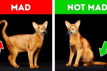 40 Awesome Cat Facts to understand them Better 40 Awesome Cat Facts to understand them Better