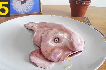 15 Unusual Looking Ocean Creatures 15 Unusual Looking Ocean Creatures