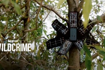 How Old Cell Phones Are Protecting the Rainforest How Old Cell Phones Are Protecting the Rainforest