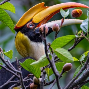 Animals Key to Forest Carbon Absorption Animals Key to Forest Carbon Absorption