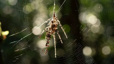 Laba-laba kecil yang membuat umpan 'boneka' raksasa dari mangsa tanpa tubuh ditemukan di Peru dan Filipina Laba-laba kecil yang membuat umpan 'boneka' raksasa dari mangsa tanpa tubuh ditemukan di Peru dan Filipina