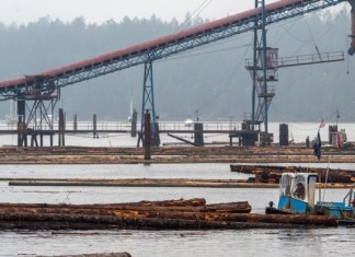 Trump orders probe into alleged dumping of lumber in US market