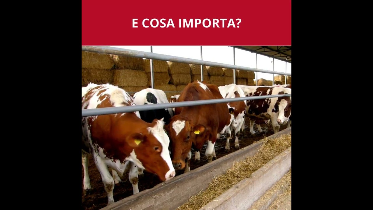 FederCamere – Missione d’affari nei Balcani 2025 – Tirana 4-8 novembre 2025 FederCamere – Missione d’affari nei Balcani 2025 – Tirana 4-8 novembre 2025