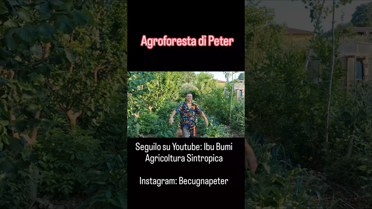 L’Agroforesta Sintropica di Peter in Nord Italia #agricolturasintropica #agricolturarigenerativa L’Agroforesta Sintropica di Peter in Nord Italia #agricolturasintropica #agricolturarigenerativa