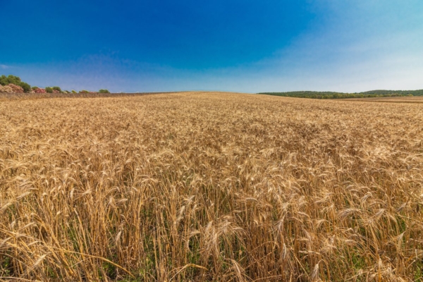 Agea: contributi 2025 per il grano duro – Economia e politica Agea: contributi 2025 per il grano duro – Economia e politica