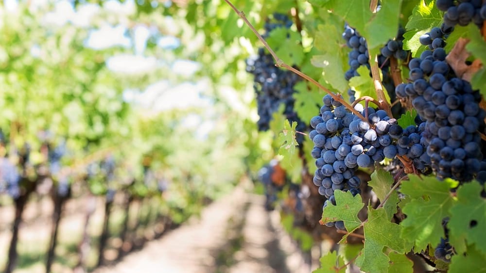 Vino, 11 milioni e 900 mila euro ai viticoltori toscani per la promozione Vino, 11 milioni e 900 mila euro ai viticoltori toscani per la promozione