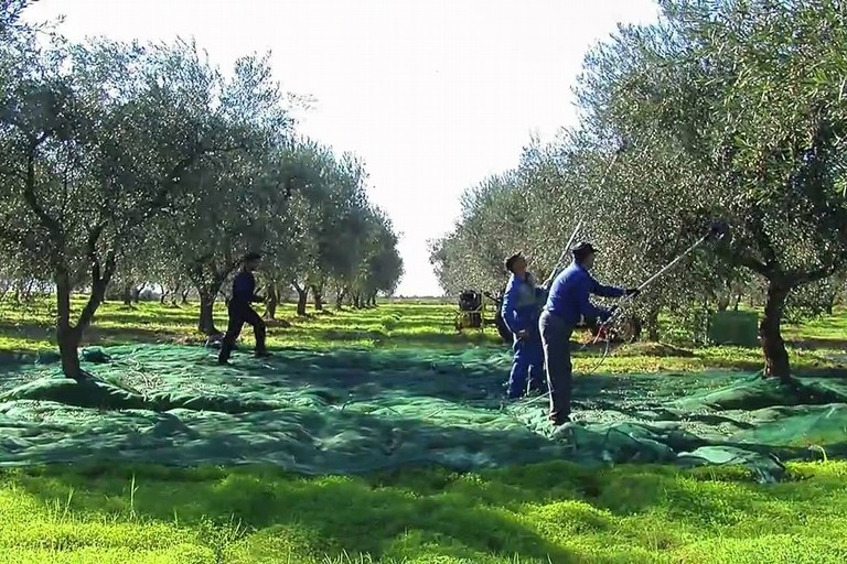 Aiuto all’avviamento di imprese per i giovani agricoltori Aiuto all’avviamento di imprese per i giovani agricoltori