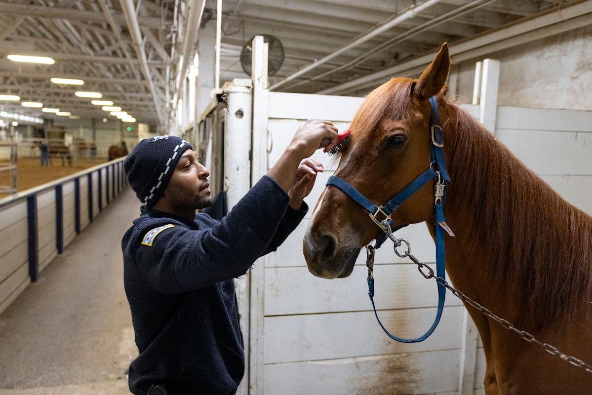 Chicago’s Mounted Police Unit: A Day in the Life Chicago’s Mounted Police Unit: A Day in the Life