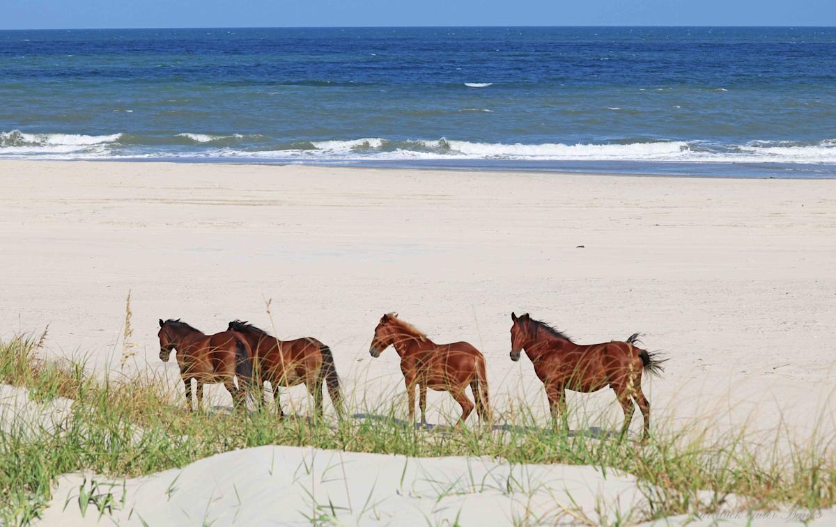 Witness the Majestic Beauty of Wild Horses in the South Witness the Majestic Beauty of Wild Horses in the South