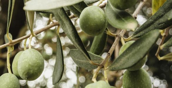 The Real Paleo Diet Included More Plants Than We Thought The Real Paleo Diet Included More Plants Than We Thought