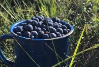 Yupik Traditional Berry Picking Yupik Traditional Berry Picking