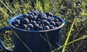 Yupik Traditional Berry Picking Yupik Traditional Berry Picking