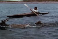 Yupik Caribou Hunting Methods Yupik Caribou Hunting Methods