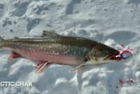 Inuit Arctic Char Fishing Inuit Arctic Char Fishing