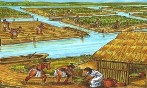 Pre-contact agricultural innovations Americas Pre-contact agricultural innovations Americas