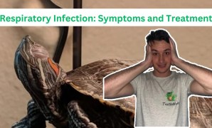 Respiratory infections in turtles Turtle Island Respiratory infections in turtles Turtle Island