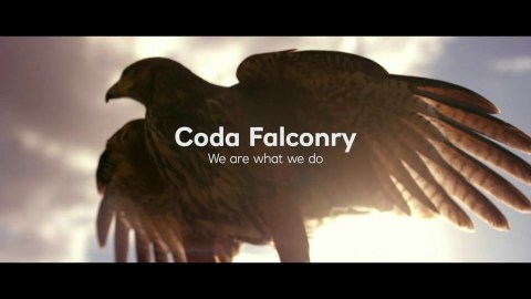How NatWest Women in Business helped customer Coda Falconry How NatWest Women in Business helped customer Coda Falconry