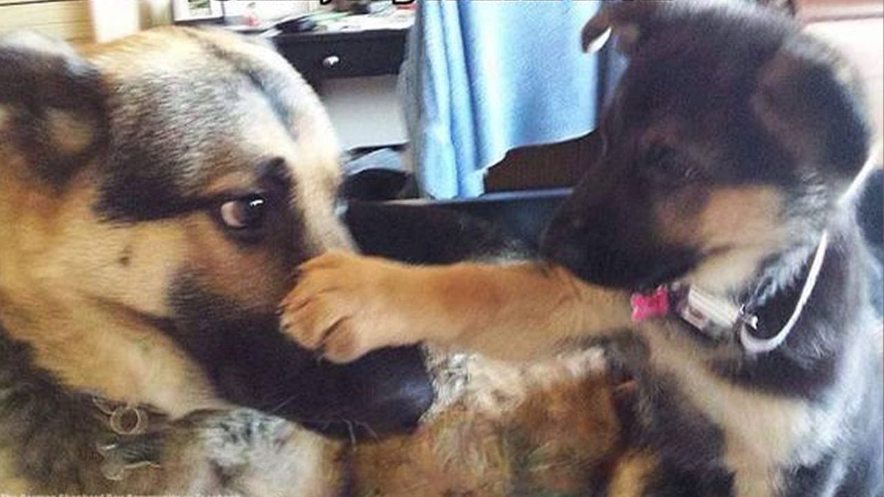 Super FUNNY ANIMAL VIDEOS – Watch and TRY NOT TO LAUGH Super FUNNY ANIMAL VIDEOS – Watch and TRY NOT TO LAUGH