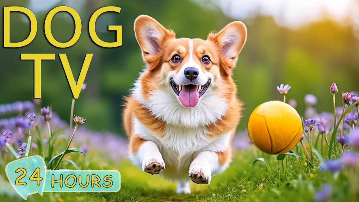 DOG TV: Videos Prevent Anxiety & Keep Dogs Happy When Home Alone – Best Entertain Music for Dogs DOG TV: Videos Prevent Anxiety & Keep Dogs Happy When Home Alone – Best Entertain Music for Dogs
