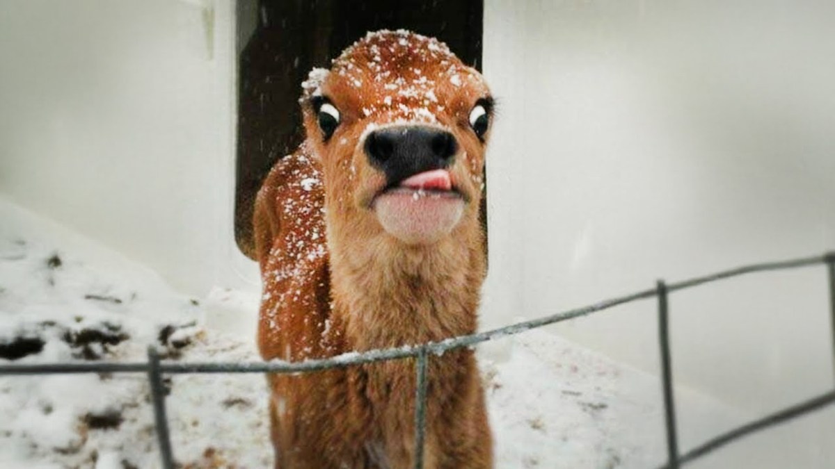 1M+ LAUGHS are waiting in this Funniest Animals video of May 1M+ LAUGHS are waiting in this Funniest Animals video of May