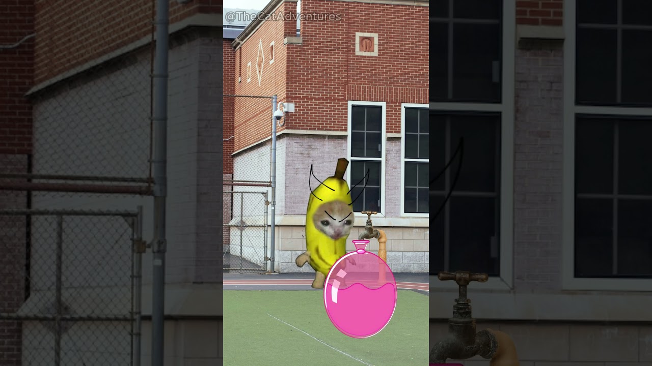 Banana Cat And Happy Cat School Day Part 5 #bananacat #catmemes #elgato #happycat Banana Cat And Happy Cat School Day Part 5 #bananacat #catmemes #elgato #happycat
