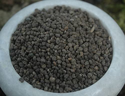 Krauterino24 – Abelmoschussamen ganz, Menge:100g Krauterino24 – Abelmoschussamen ganz, Menge:100g