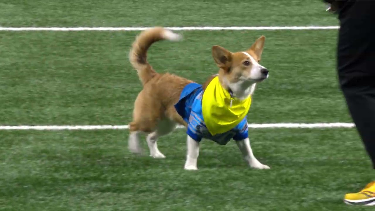 Detroit Lions Halftime Show Corgi Race Detroit Lions Halftime Show Corgi Race