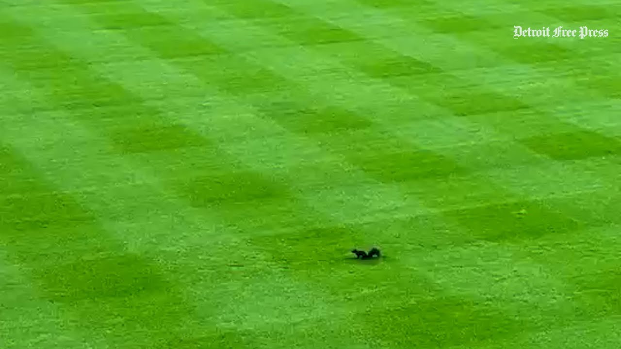 During Tigers vs. Mariners ALDS rain delay, potential ‘rally squirrel’ runs the outfield at Comerica During Tigers vs. Mariners ALDS rain delay, potential ‘rally squirrel’ runs the outfield at Comerica