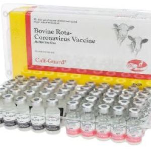 CALF GUARD (1 DS X 25CT TRAY) CALF GUARD (1 DS X 25CT TRAY)