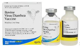 BOVI SHIELD GOLD BVD BOVI SHIELD GOLD BVD