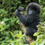 THE BEST PLACES TO GO GORILLA TREKKING IN AFRICA THE BEST PLACES TO GO GORILLA TREKKING IN AFRICA
