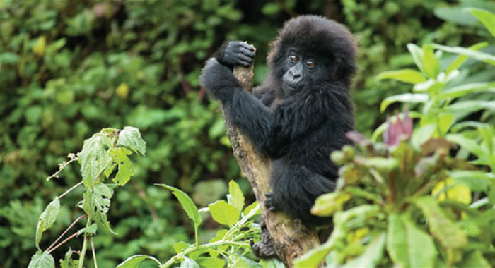 THE BEST PLACES TO GO GORILLA TREKKING IN AFRICA THE BEST PLACES TO GO GORILLA TREKKING IN AFRICA