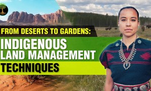 Indigenous food and traditional land management Indigenous food and traditional land management