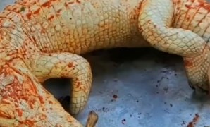 Mastering Exotic Flavors: The Ultimate Anti-Fail Fragrant Coconut Crocodile Curry Recipe Mastering Exotic Flavors: The Ultimate Anti-Fail Fragrant Coconut Crocodile Curry Recipe