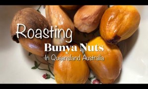 Bunya nut roasting method Bunya nut roasting method