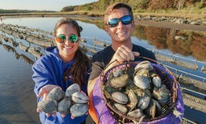 Native oysters foraging guide Native oysters foraging guide