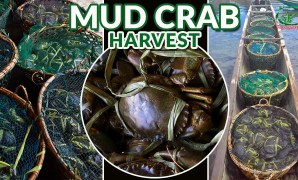 Mud crab harvesting season Mud crab harvesting season